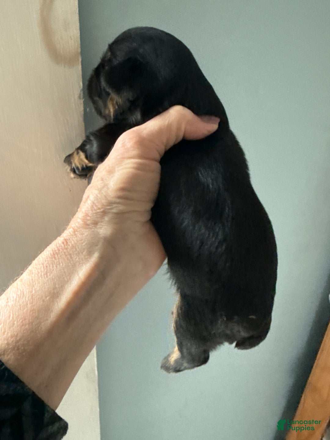 Brussels Griffon dogs for sale: Calvin - Ad 3