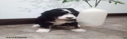 Bernedoodle dogs for sale: Mindy - Ad 4
