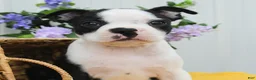 Boston Terrier dogs for sale: Boo Boo - Ad 3