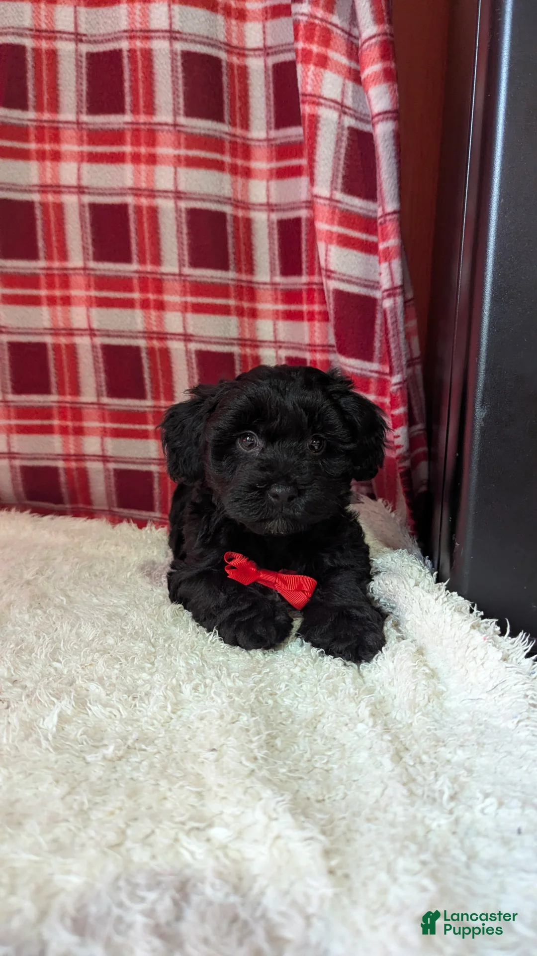 Yorkiepoo dogs for sale: Axel - Ad 9
