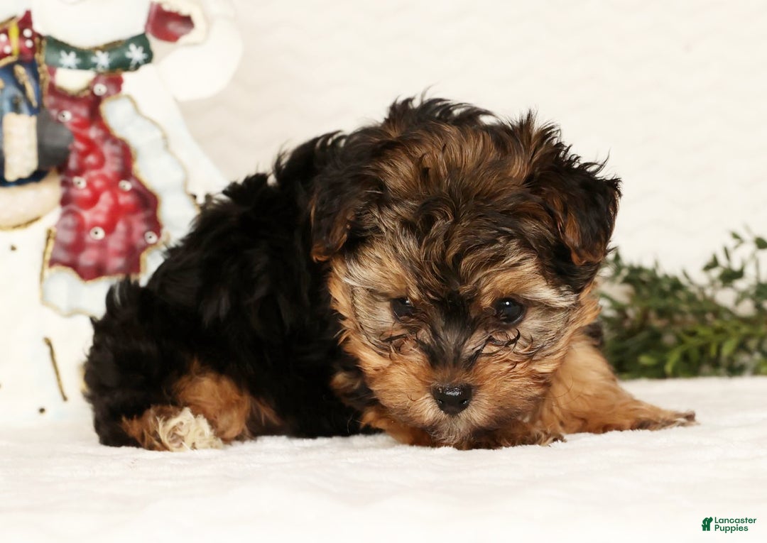 Yorkiepoo dogs for sale: Troy  2.5lbs - Ad 5