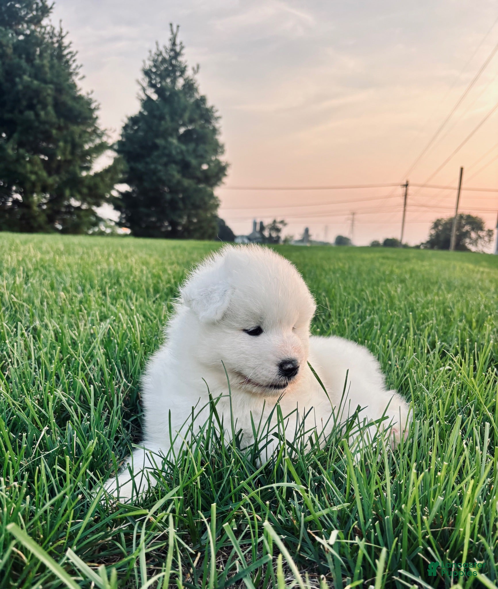 Samoyed dogs Maverick - Ad 1