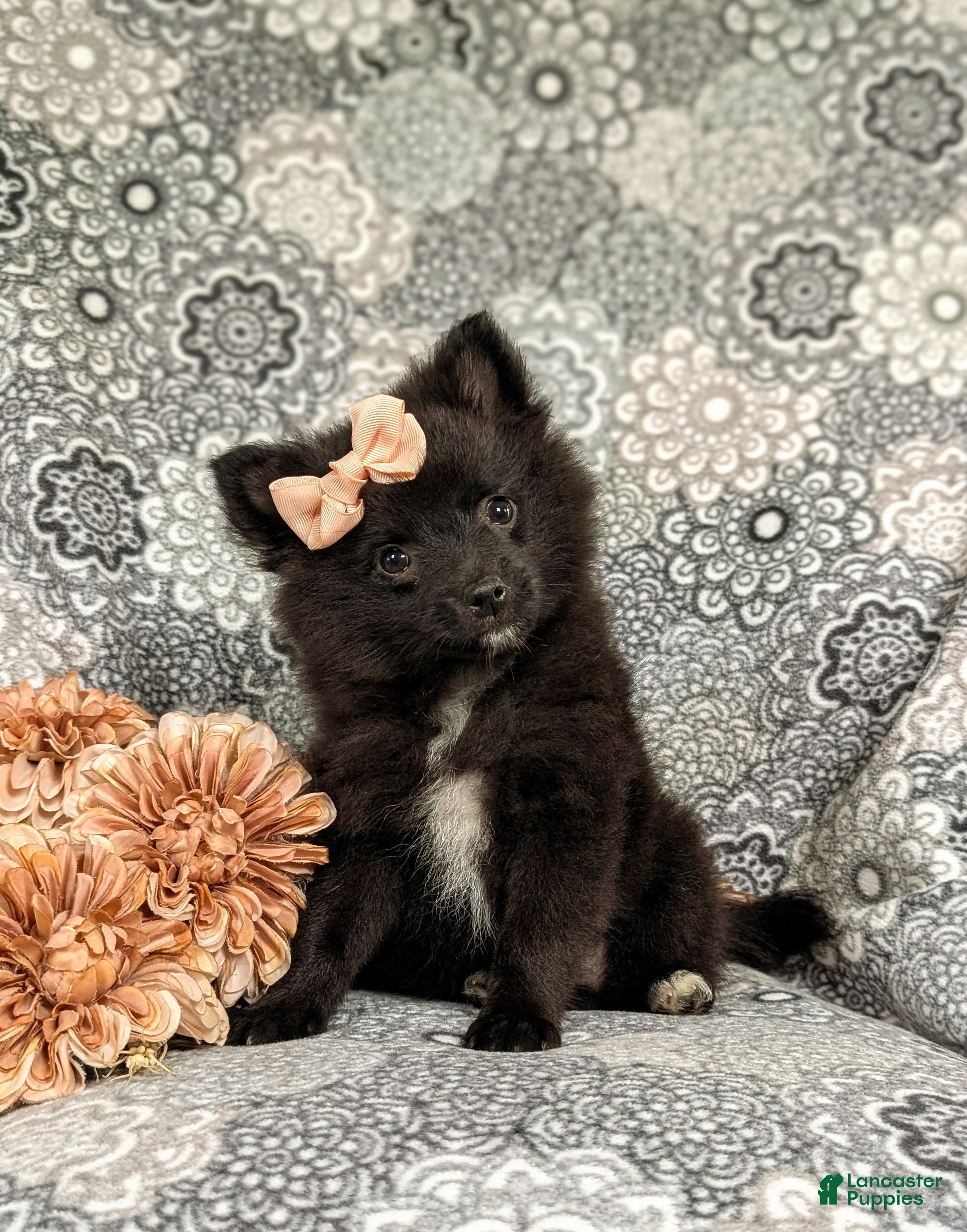 Pomeranian dogs Millie 9 lbs Full Grown - Ad 2