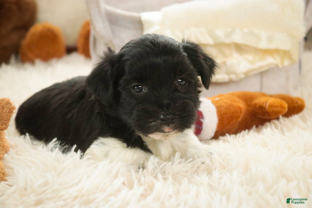 Havanese dogs for sale: Oreo - Ad 5