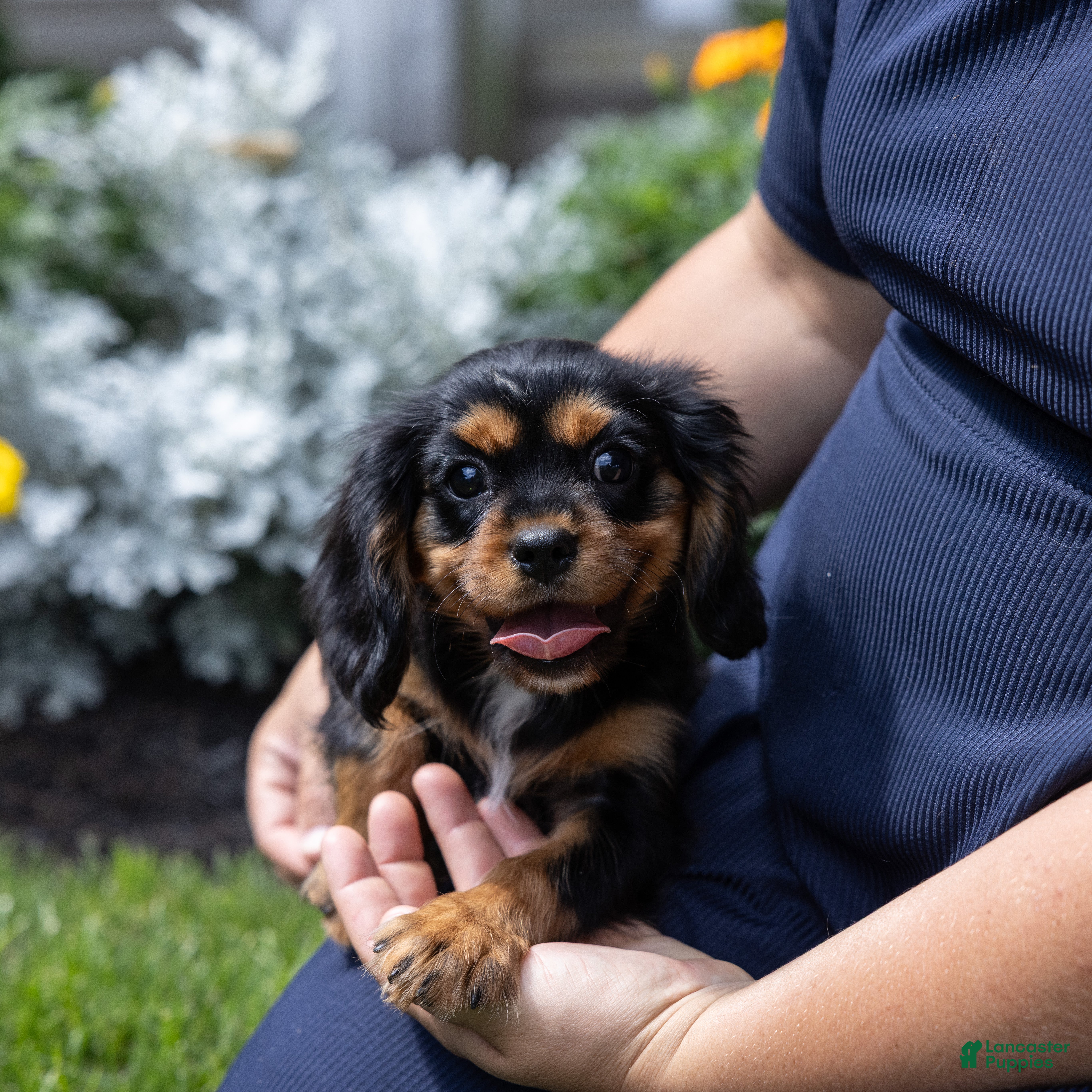 Cavalier King Charles Spaniel dogs Butch - Ad 1