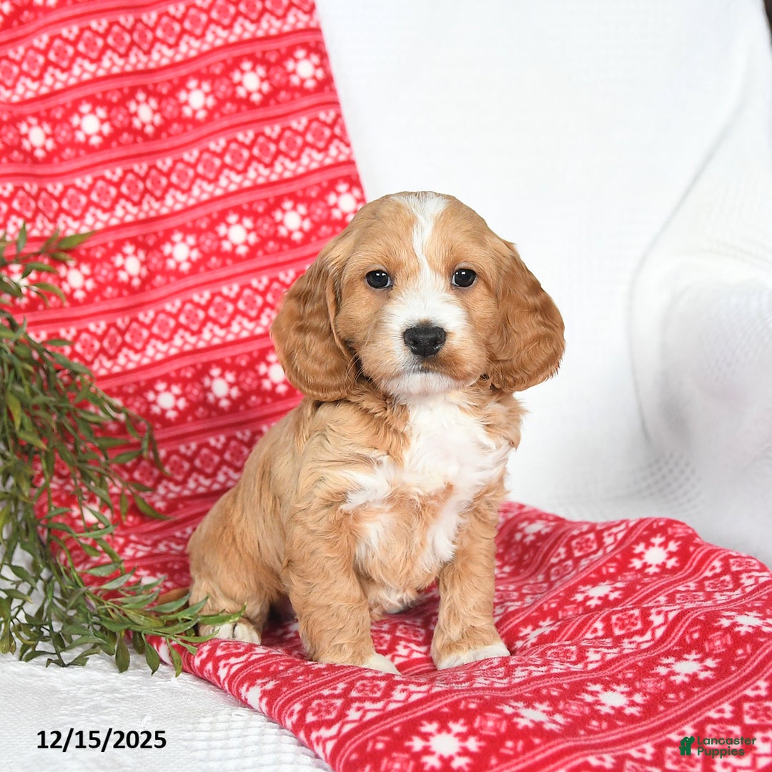 Cockapoo dogs for sale: Otter - Ad 2