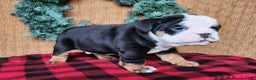 English Bulldog dogs for sale: Easton - Ad 18