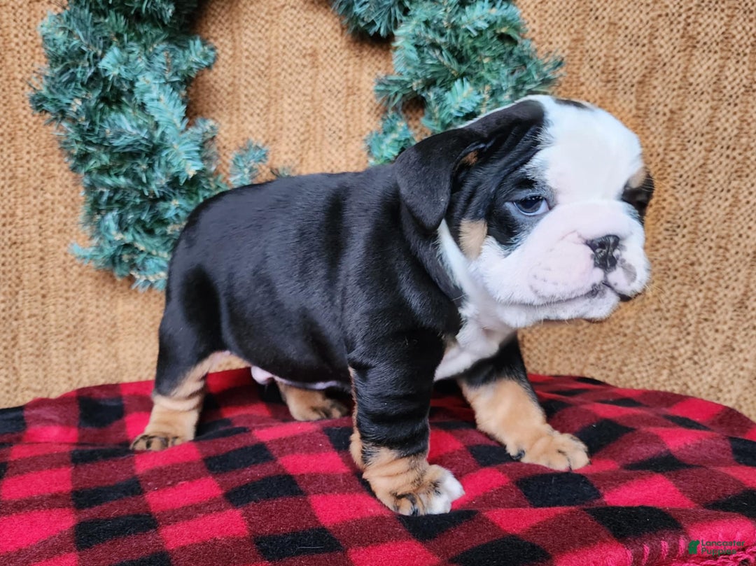 English Bulldog dogs for sale: Easton - Ad 18