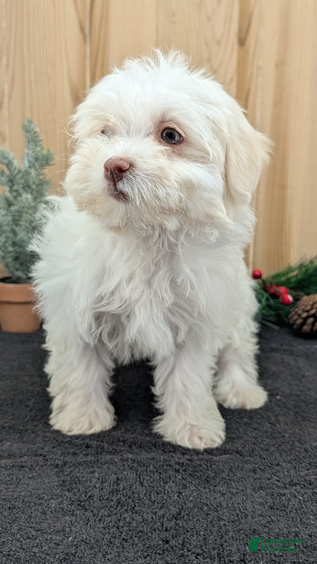 Havanese dogs for sale: Mya - Ad 12