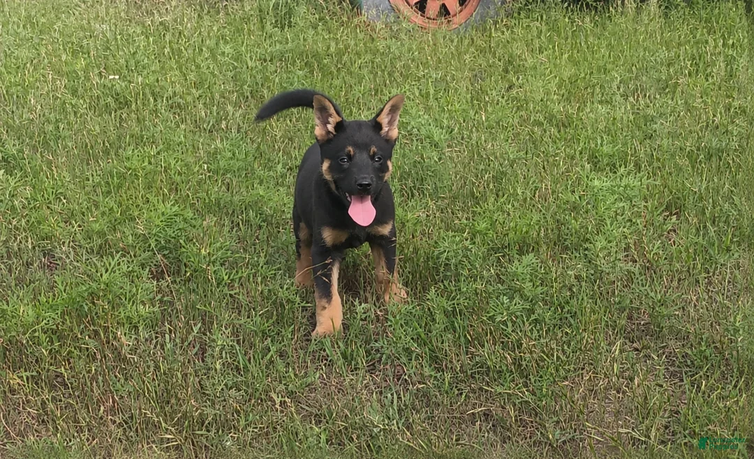 German Shepherd dogs for sale: Hydra - Ad 2