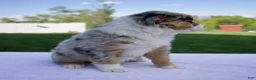 Australian Shepherd dogs for sale: Prince - Ad 4