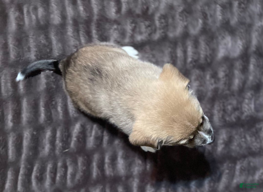 Mixed Breed dogs for sale: 💫Comet: one of Santa’s Rein-puppies  - Ad 3