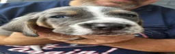 Basset Hound dogs for sale: Blue and white 1-orange collar - Ad 2