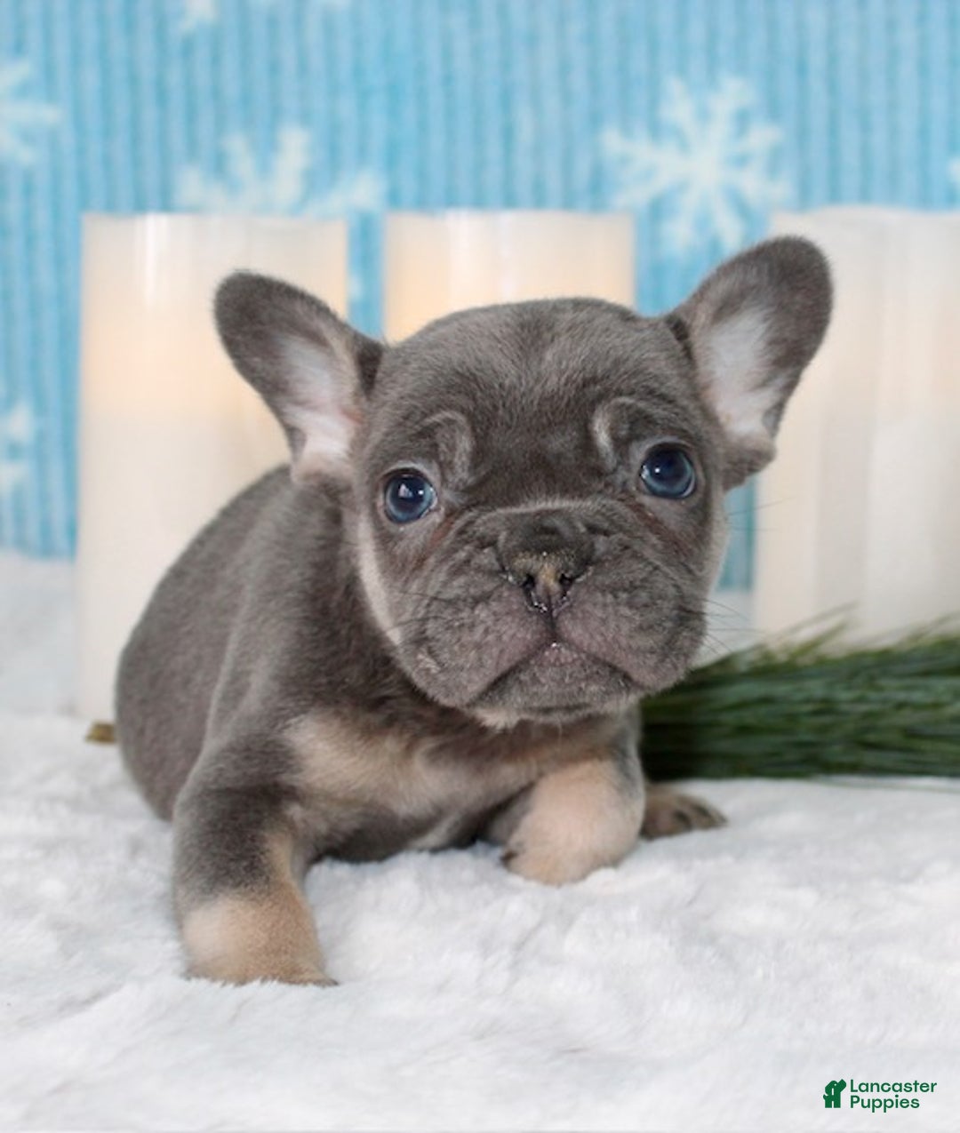 French Bulldog dogs for sale: Ace - Ad 3