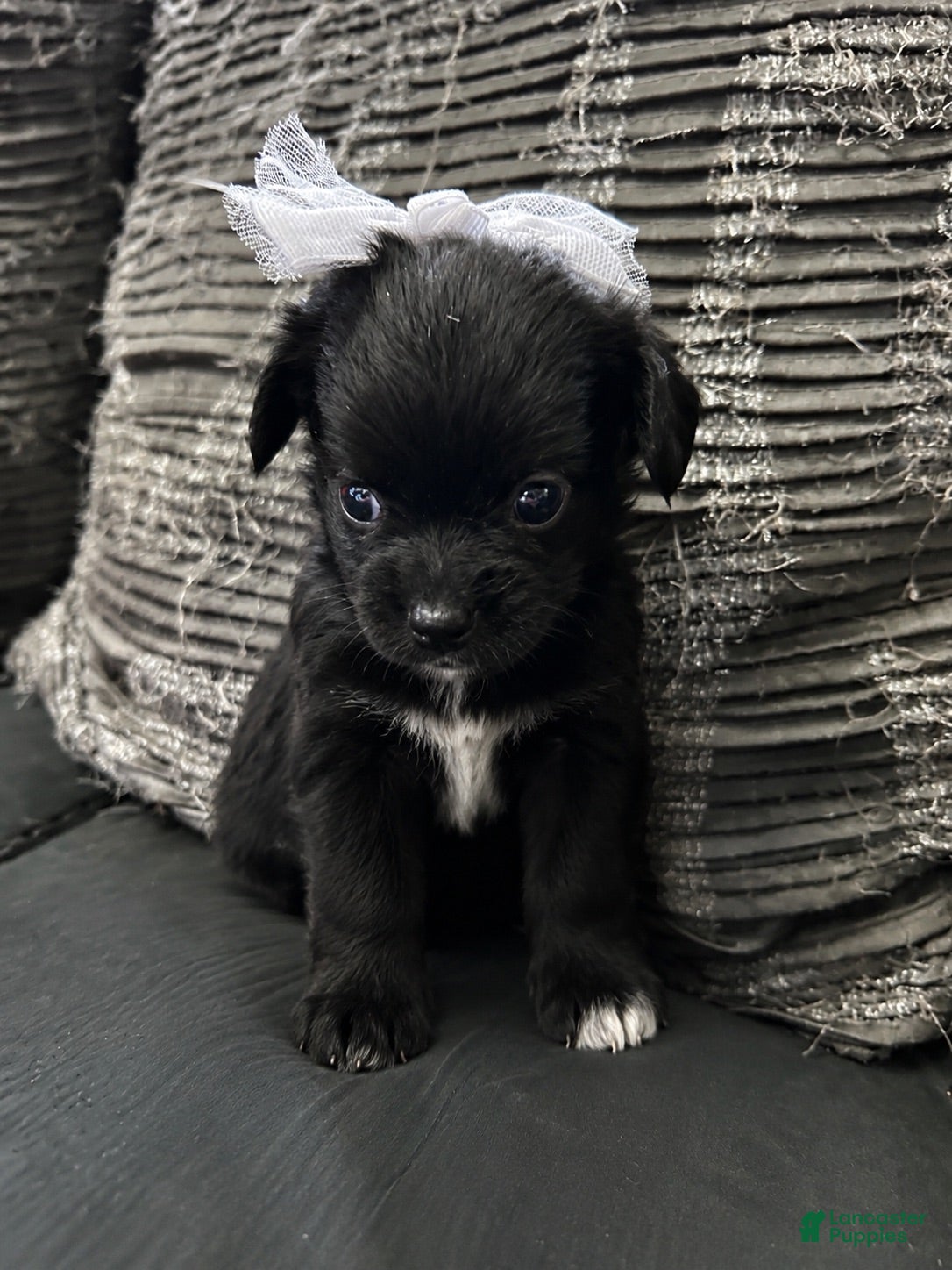 Mixed Breed dogs Mixed Breed 2 - Ad 9