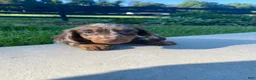 Miniature Dachshund dogs for sale: Hank - Ad 9
