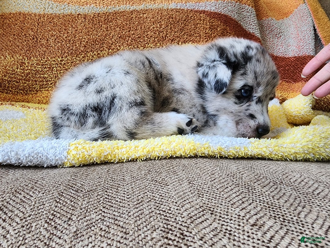 Mixed Breed dogs for sale: Milo - Ad 2