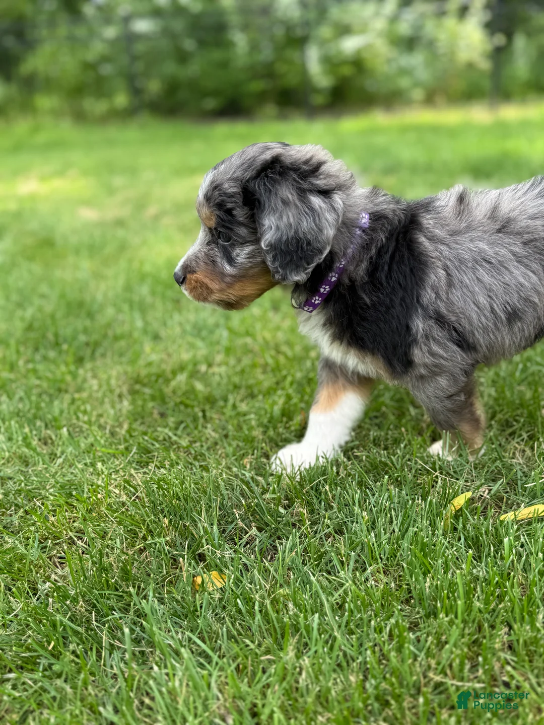 Bernedoodle dogs for sale: Copper - Ad 1