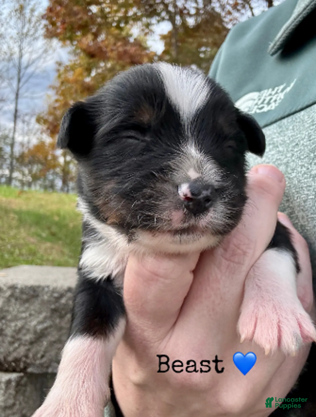 Miniature Australian Shepherd dogs for sale: Beast - Ad 8