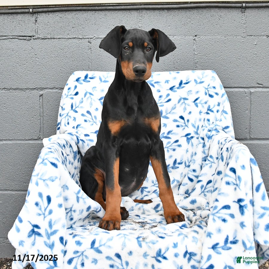 Doberman Pinscher dogs Farrah - Ad 5