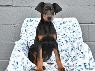 Doberman Pinscher dogs Farrah - Ad 2