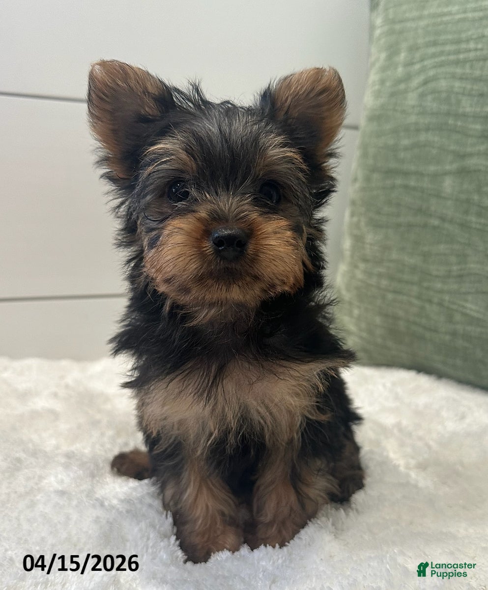 Yorkshire Terrier dogs Tinkerbell - Ad 1
