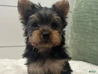Yorkshire Terrier dogs for sale: Tinkerbell - Ad 1