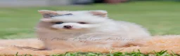 Pomeranian dogs for sale: Fizzle - Ad 3