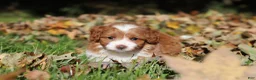 Cavapoo dogs for sale: Goldie - Ad 3