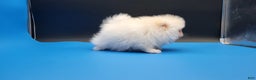 Pomeranian dogs for sale: Teddy - Ad 7