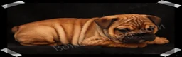 English Bulldog dogs for sale: Raven (F) - Ad 6