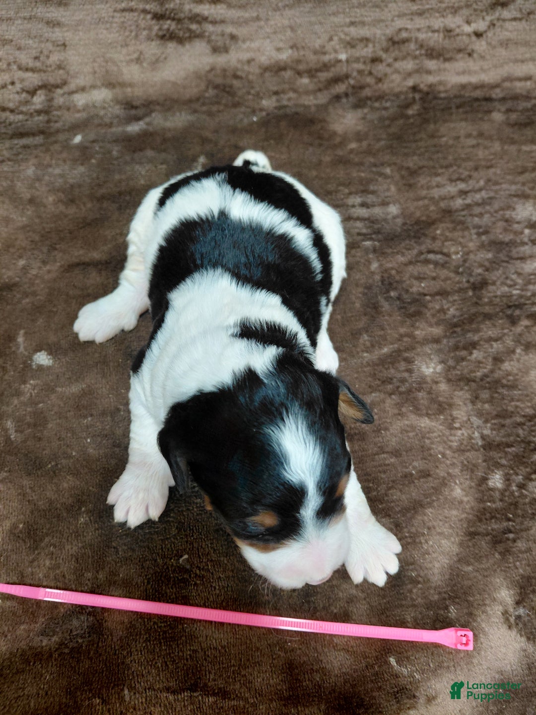 Bernedoodle dogs for sale: Bernedoodle Puppy 6 - Ad 3