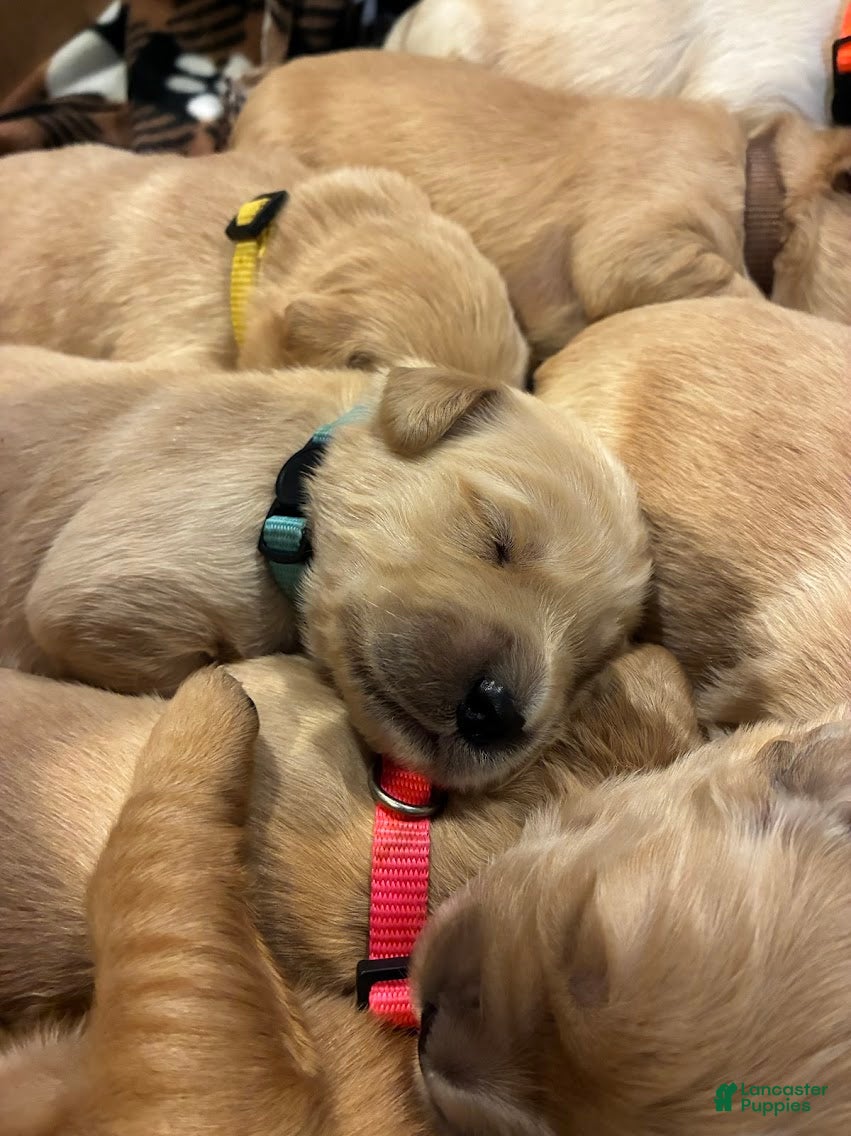 Golden Retriever dogs 8# Iceman - Ad 2