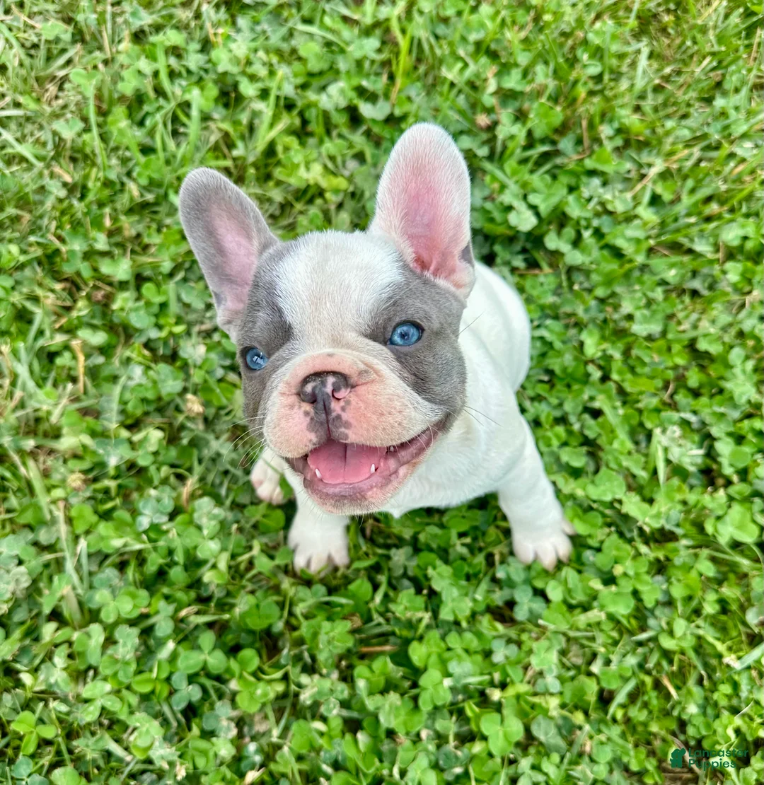 French Bulldog dogs for sale: Harry - Ad 1