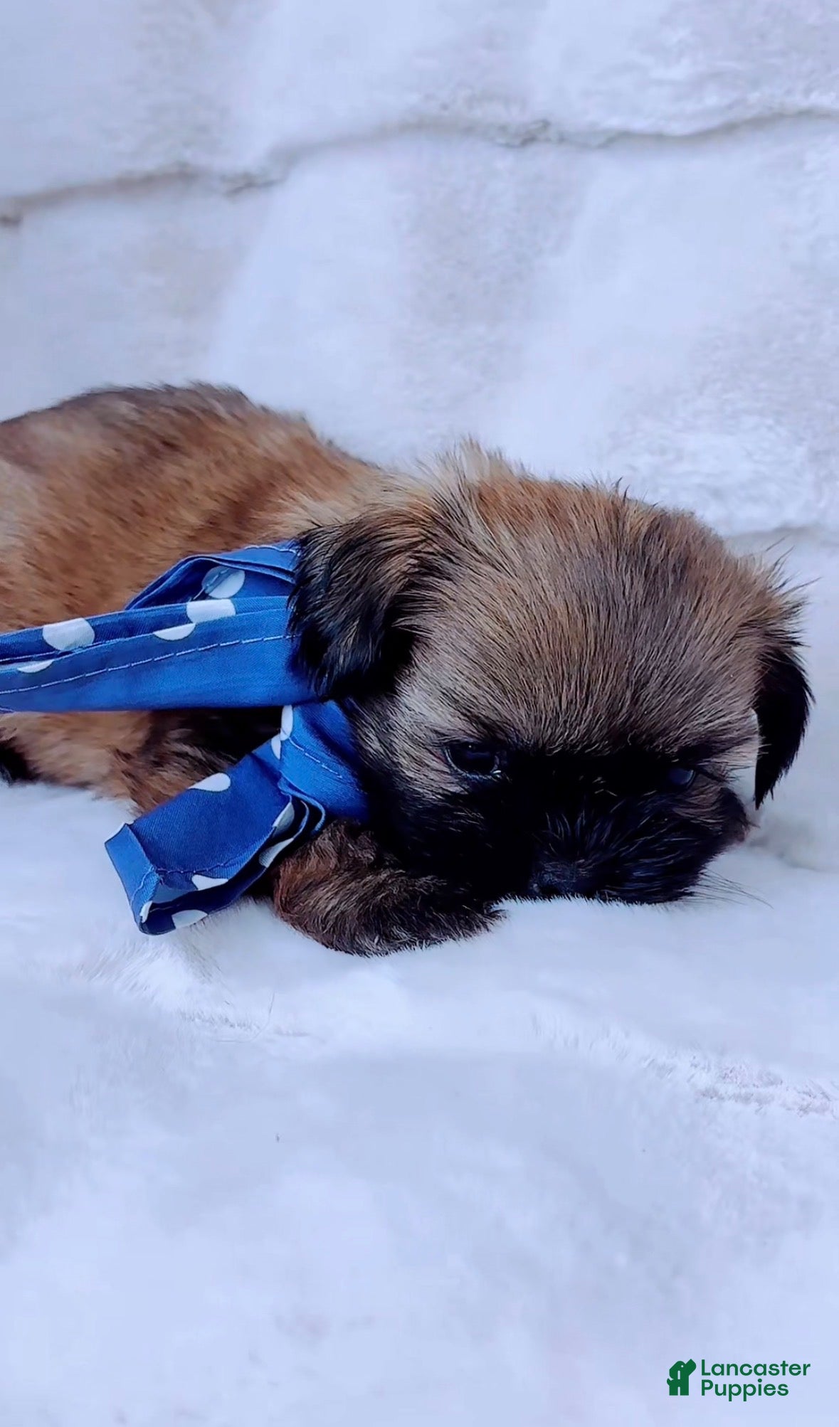 Shih Tzu dogs for sale: Gizmo - Ad 2