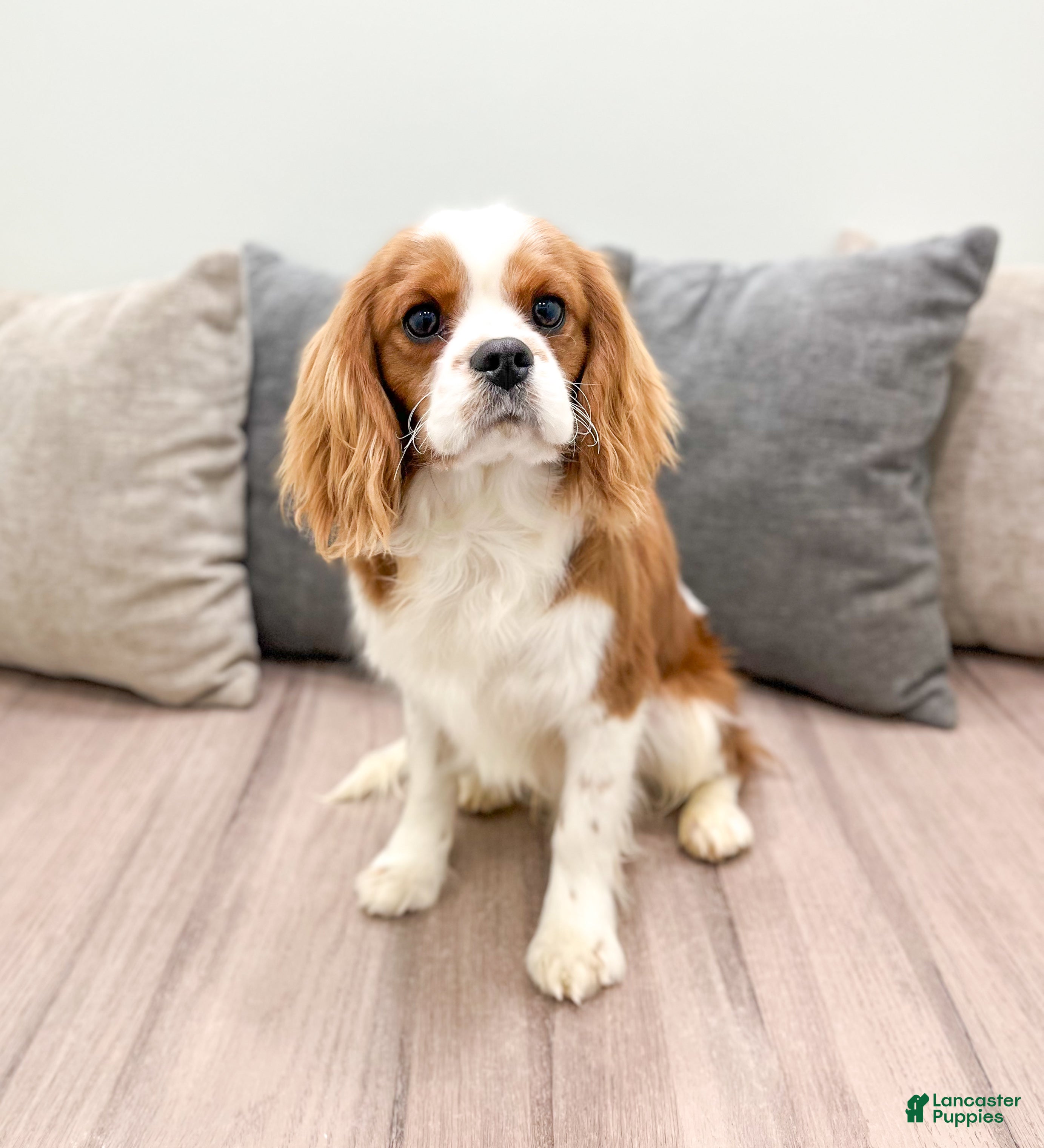 Cavalier King Charles Spaniel dogs Leo - Ad 7