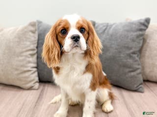 Cavalier King Charles Spaniel dogs Leo - Ad 7