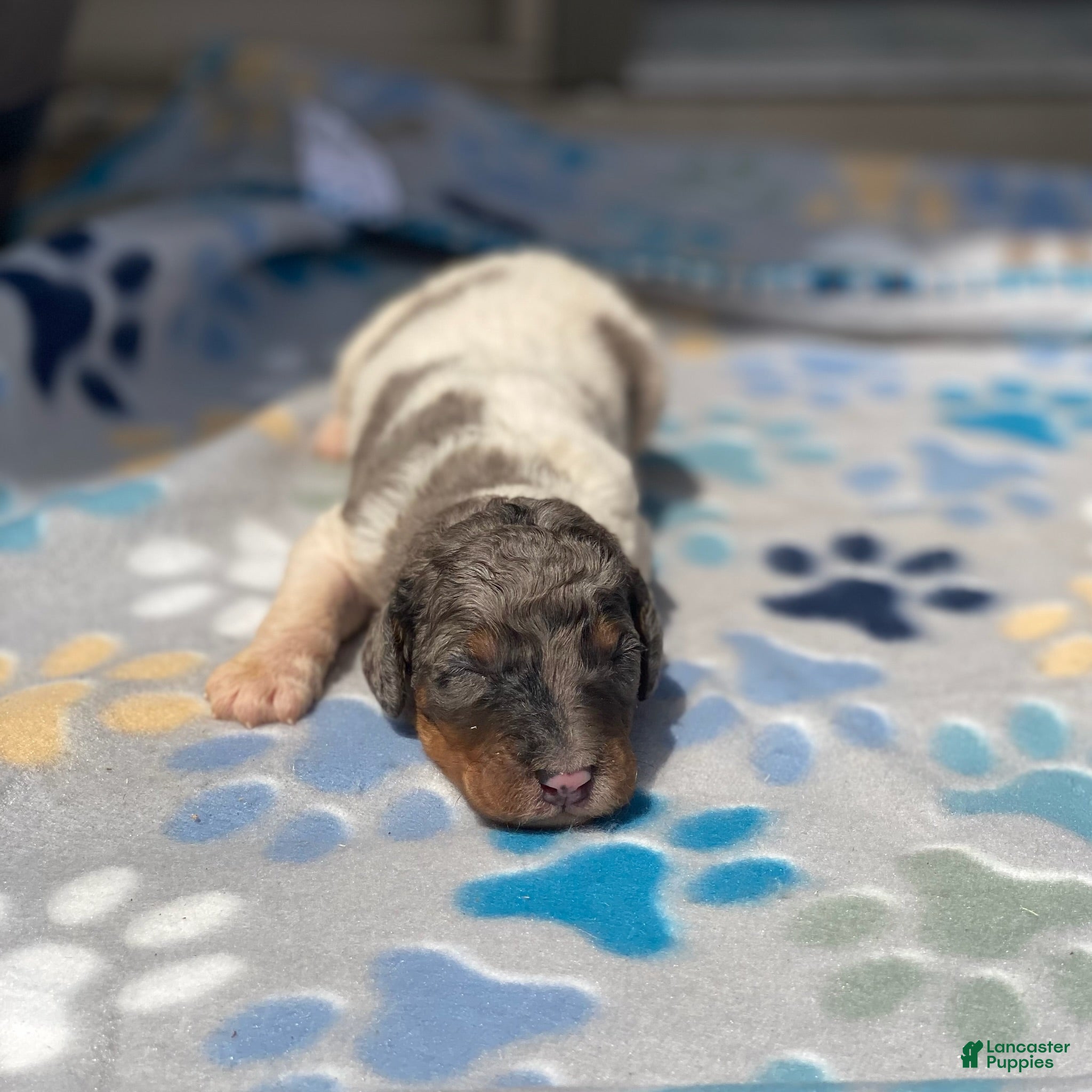 Standard Poodle dogs Steel - Ad 42
