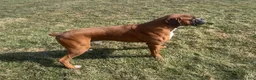 Boxer dogs for sale: Daisy Boxer Puppy 2 - Ad 5