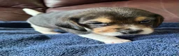 Beagle dogs for sale: Beagle 1 - Ad 4