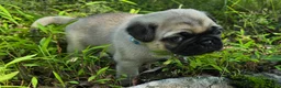 Pug dogs for sale: Jack - Ad 5