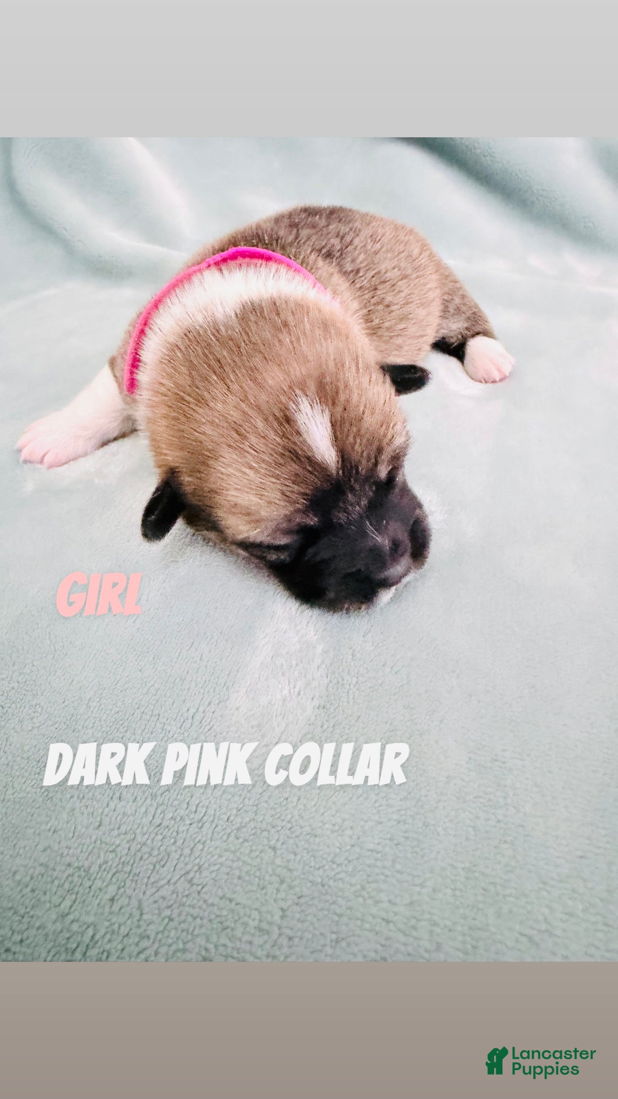 Welsh Corgi Pembroke dogs for sale: Welsh Corgi Pembroke Puppy pink collar  - Ad 3