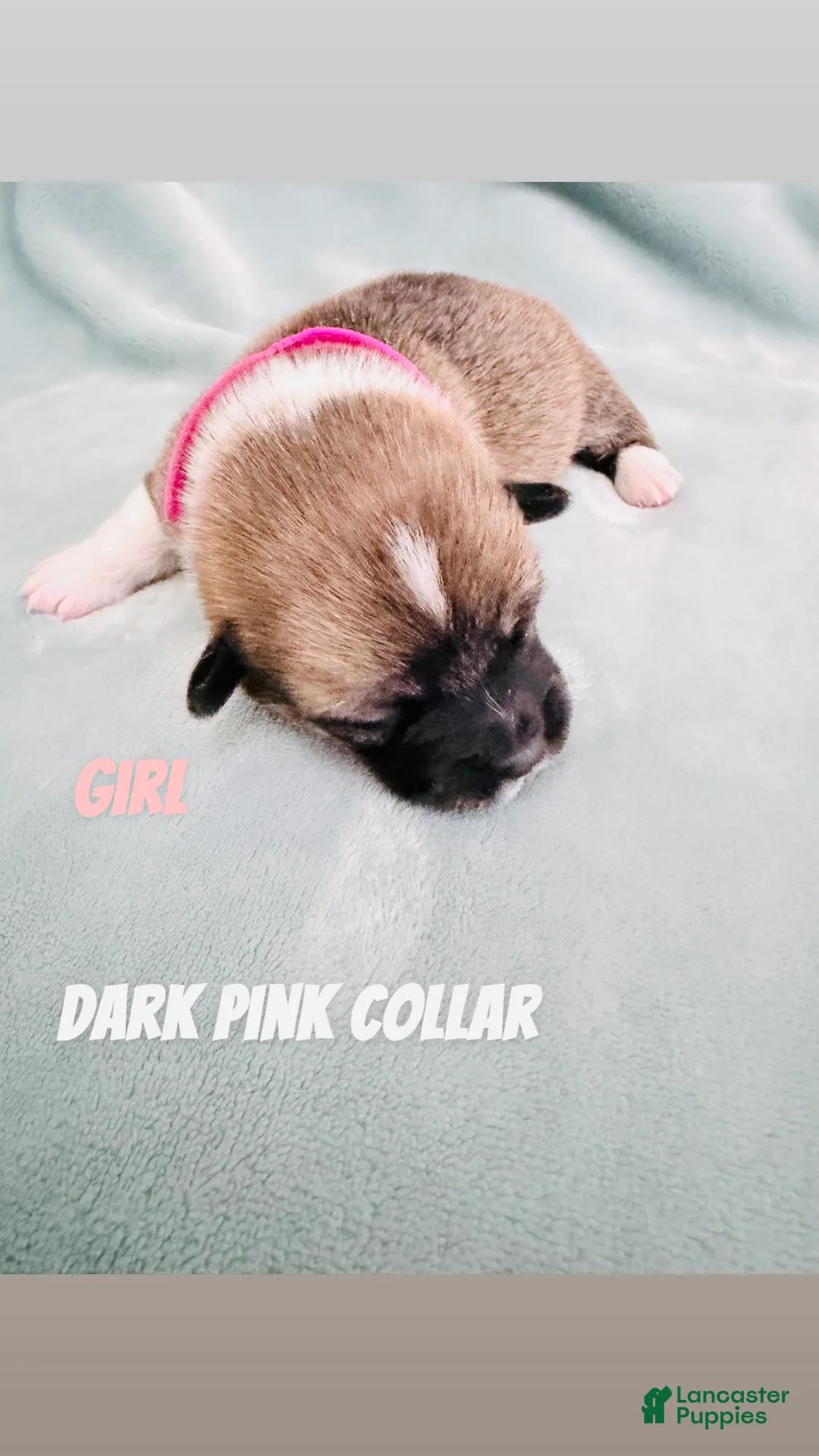Welsh Corgi Pembroke dogs for sale: Welsh Corgi Pembroke Puppy pink collar  - Ad 1