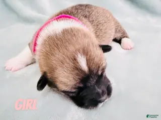 Welsh Corgi Pembroke dogs for sale: Welsh Corgi Pembroke Puppy pink collar - Ad 3