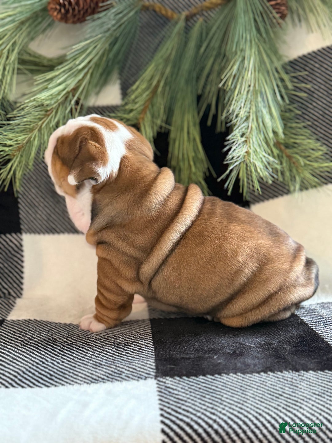 English Bulldog dogs for sale: Holly - Ad 2