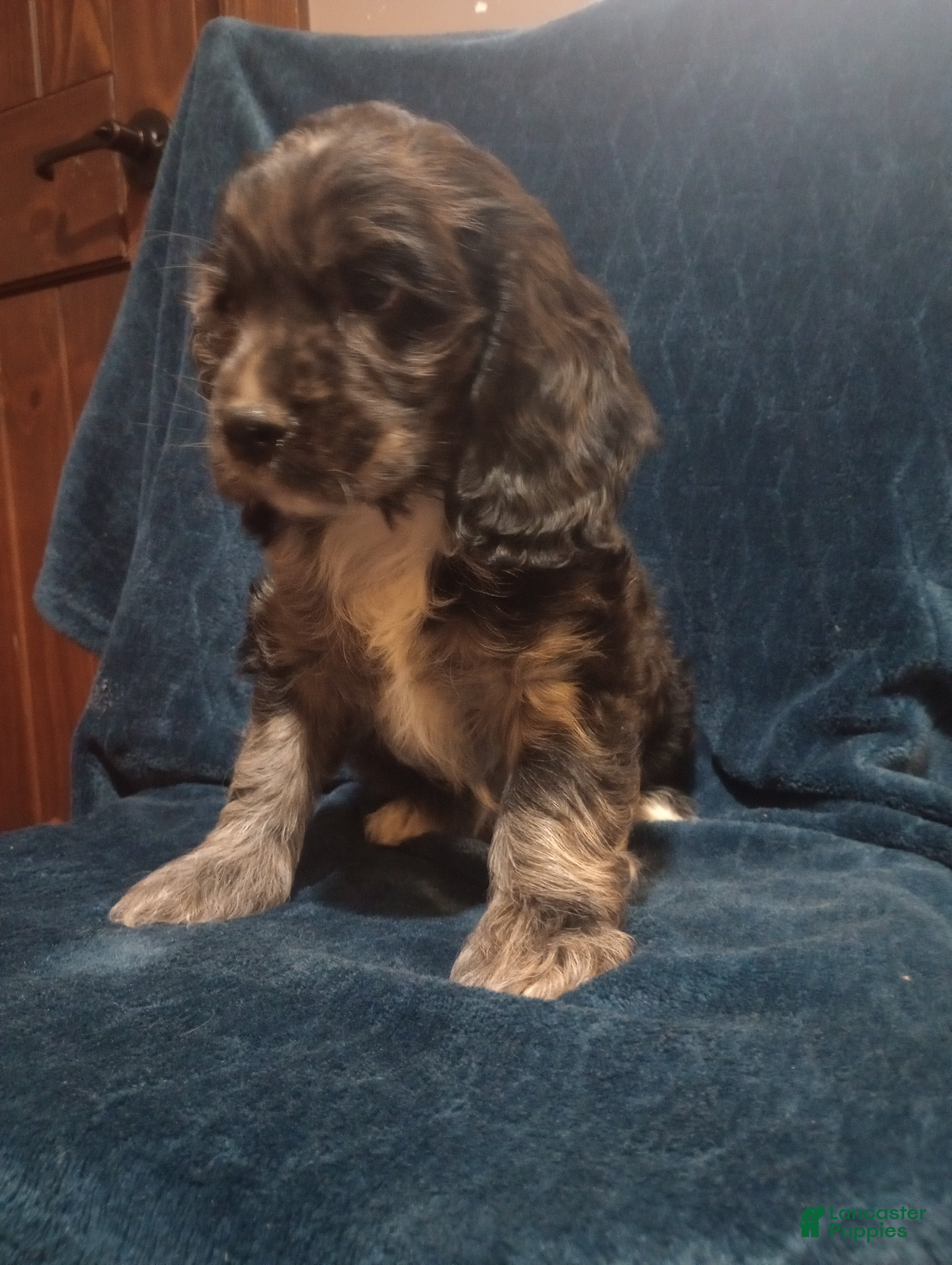 Cocker Spaniel dogs Tucker - Ad 1