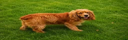 Cockapoo dogs for sale: Maddie - Ad 7