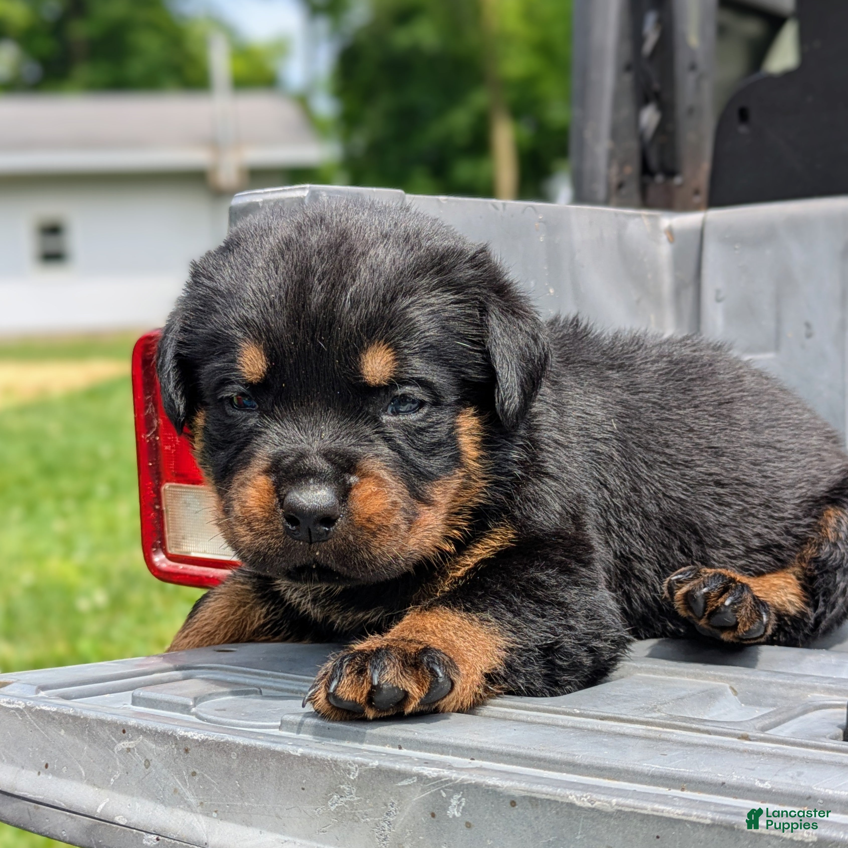 Rottweiler dogs Benz - Ad 1