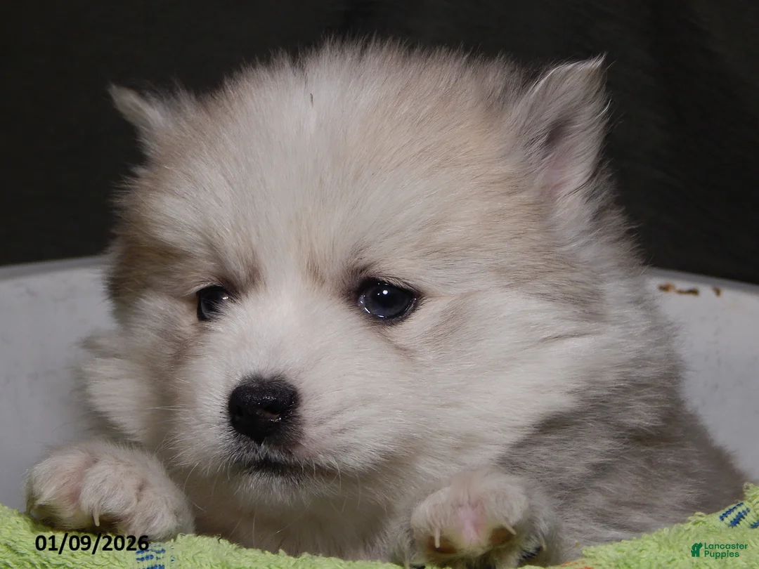 Pomsky dogs for sale: Milo - Ad 2