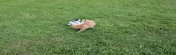 Shiba Inu dogs for sale: Chili - Ad 19
